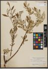 Foto von Salix subcoerulea Piper